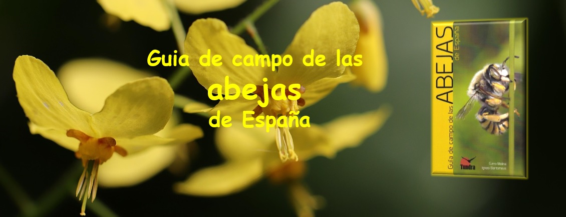 GUIA DE CAMPO DE LAS ABEJAS DE ESPAÑA