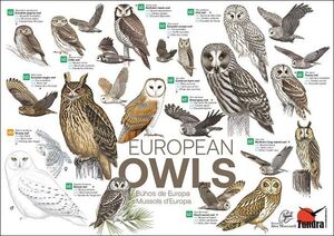 PÓSTER: EUROPEAN OWLS / BÚHOS DE EUROPA / MUSSOLS D EUROPA  (420 X 594 MM) 