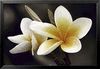 POSTER FRANGIPANI FLOR 36 X 24