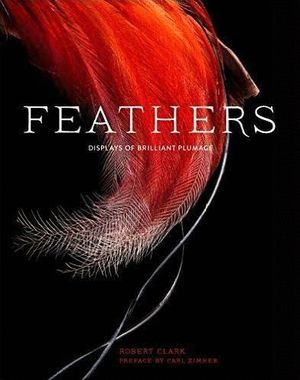 FEATHERS *