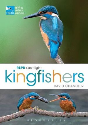 RSPB SPOTLIGHT KINGFISHERS *