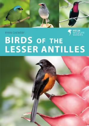 BIRDS OF THE LESSER ANTILLES *