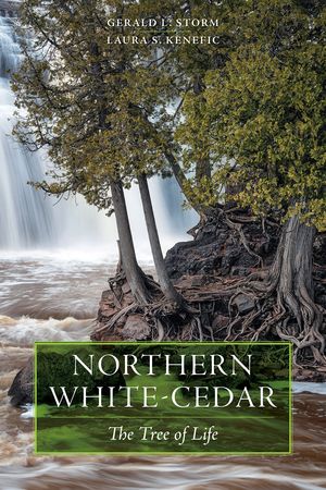 NORTHERN WHITE-CEDAR * (POR ENCARGO 2 SEM. APROX.)