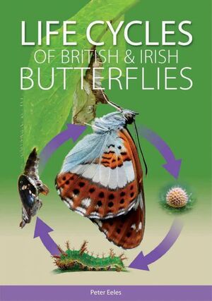LIFE CYCLES OF BRITISH & IRISH BUTTERFLIES  *