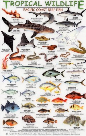 TROPICAL WILDLIFE FIELD GUIDE: PACIFIC COAST REEF FISH [ENGLISH / SPANISH] *