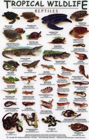 TROPICAL WILDLIFE FIELD GUIDE: REPTILES [ENGLISH / SPANISH] *