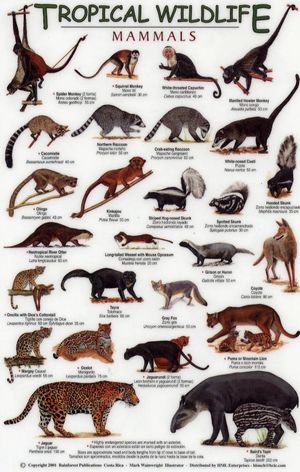 TROPICAL WILDLIFE FIELD GUIDE: MAMMALS [ENGLISH / SPANISH]