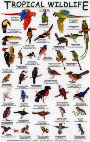 TROPICAL WILDLIFE FIELD GUIDE: BIRDS [ENGLISH / SPANISH] *