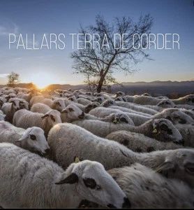 PALLARS TERRA DE CORDER