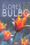 LAS FLORES DE BULBO *