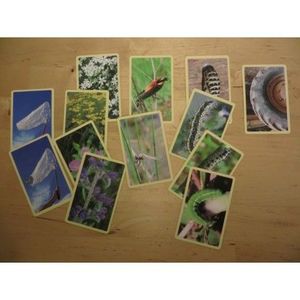 PAPILIO - JOC DE LES PAPALLONES- JUEGO DE LAS MARIPOSAS