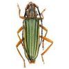 LOS CERAMBYCIDAE Y DISTENIIDAE DE NORTEAMÉRICA, CENTROAMERICA Y LAS INDIAS OCCIDENTALES *