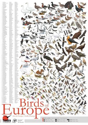 BIRDS OF EUROPE / AVES DE EUROPA / OCELLS D EUROPA (PÓSTER) 