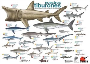 NUESTROS TIBURONES / ELS NOSTRES TAURONS / GURE MARRAZOAK / OS NOSOS TIBURÓNS (PÓSTER) *