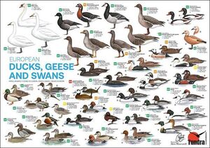 EUROPEAN DUCKS, GEESE AND SWANS / PATOS, ÁNSARES Y CISNES DE EUROPA / ÀNECS, OQUES I CIGNES D EUROPA (PÓSTER) *