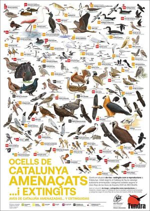 OCELLS DE CATALUNYA AMENAÇATS... I EXTINGITS / AVES DE CATALUÑA AMENZADAS... Y EXTINGUIDAS (PÓSTER) *