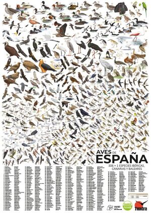 AVES DE ESPAÑA (PÓSTER). 306-1 ESPECIES IBÉRICAS, CANARIAS Y BALEARES  