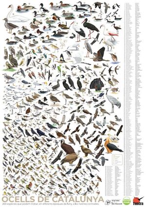 OCELLS DE CATALUNYA (PÓSTER) *
