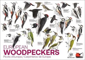 PICOTS D'EUROPA / EUROPEAN WOODPECKERS / CARPINTEROS DE EUROPA (PÓSTER)
