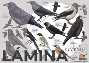 CUERVOS Y CORNEJAS (LÀMINA)