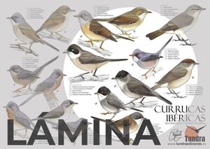 CURRUCAS (LÀMINA)