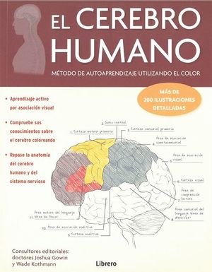 EL CEREBRO HUMANO *