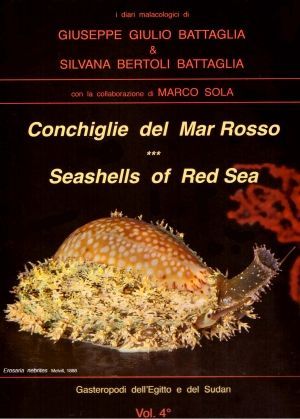 CONCHIGLIE DEL MAR ROSSO-RED SEA'S SEASHELLES. SEASHELLS OF RED SEA *